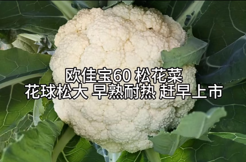 白玉矮脚88天春秋优质