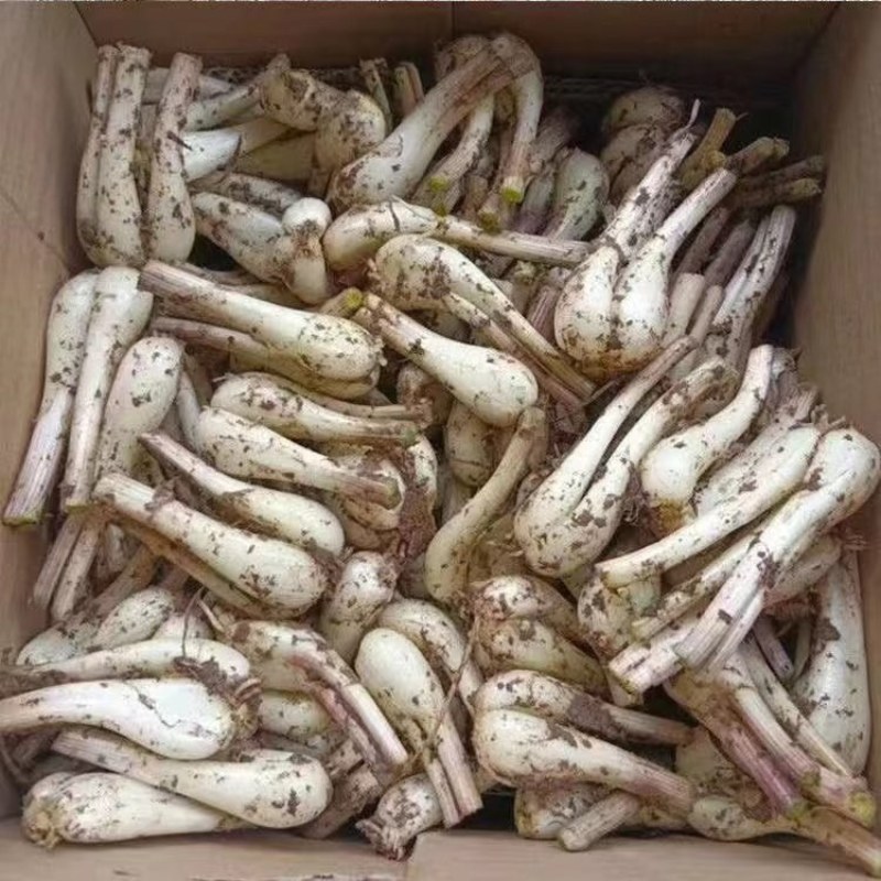 云南藠头新鲜产地直销，品质保证，代发全国