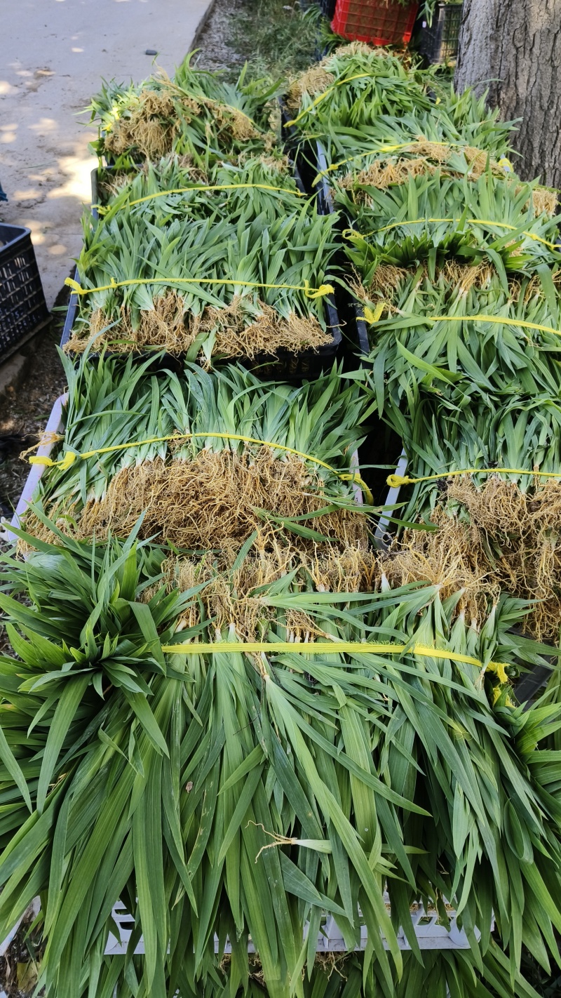 优质射干苗批发零售提供技术可绿化观赏一件代发