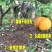 【热】山东精品黄毛桃，对接电商一件代发，规格齐全，量大从优