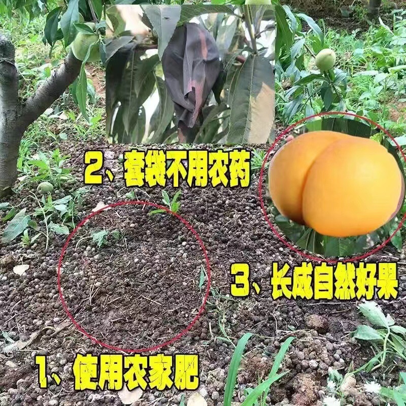 【热】山东精品黄毛桃，对接电商一件代发，规格齐全，量大从优