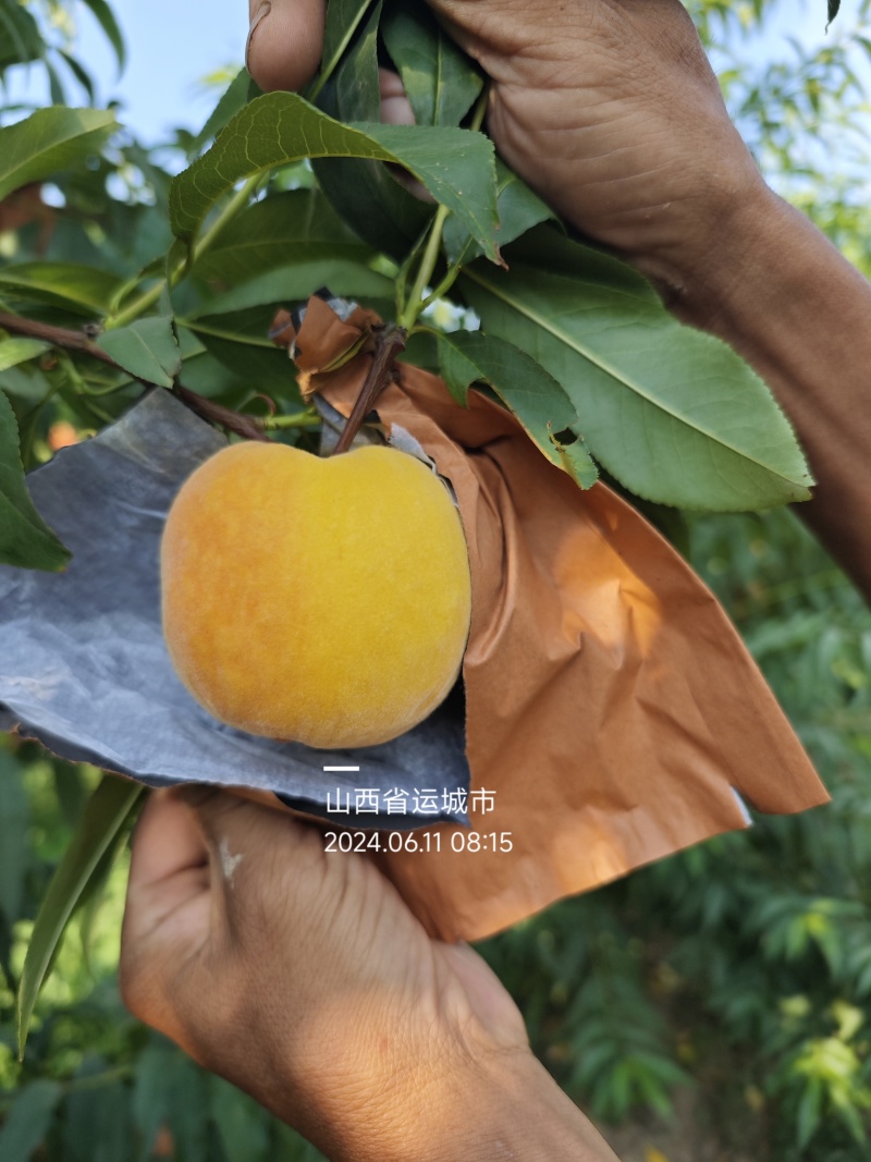 黄桃黄金蜜各种纸袋黄桃品种规格齐全货源充足