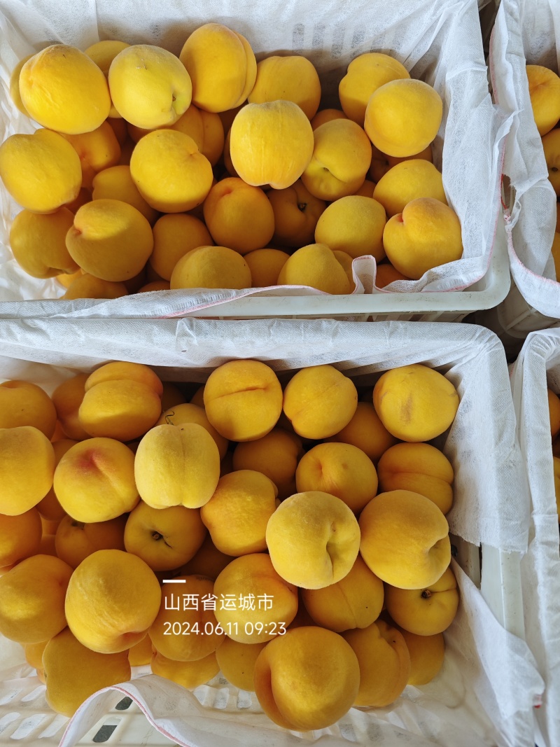 黄桃黄金蜜各种纸袋黄桃品种规格齐全货源充足