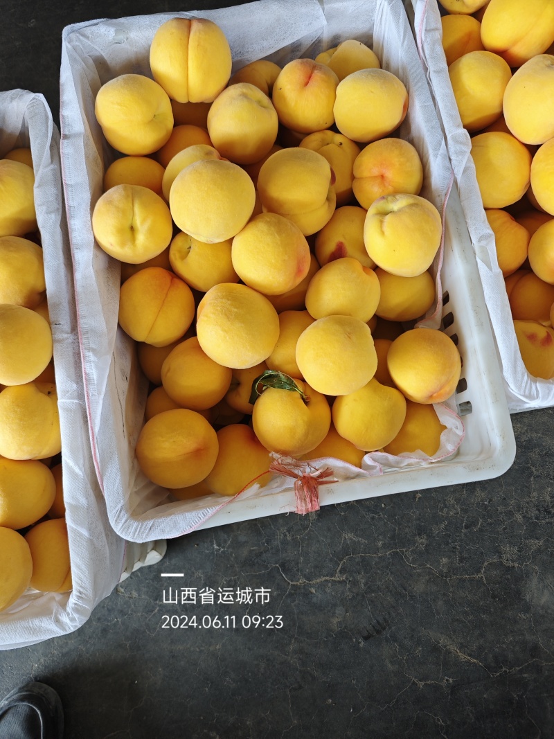 黄桃黄金蜜各种纸袋黄桃品种规格齐全货源充足