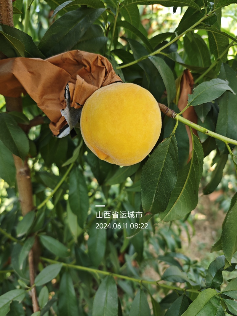 黄桃黄金蜜各种纸袋黄桃品种规格齐全货源充足