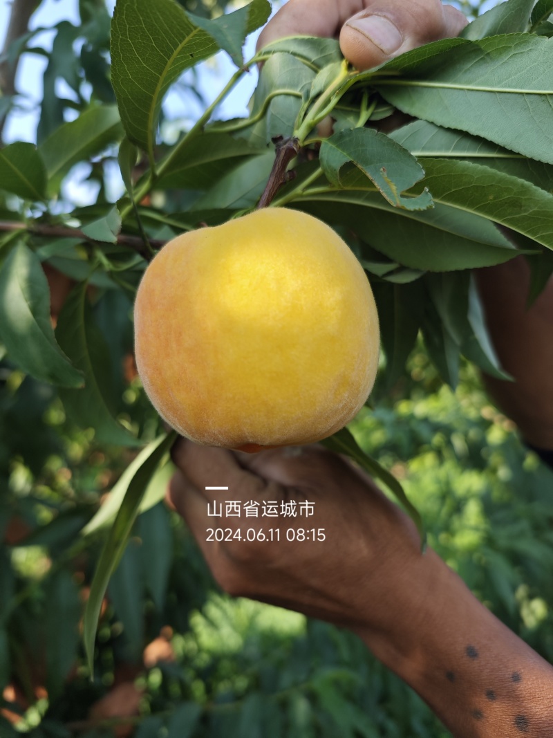 黄桃黄金蜜各种纸袋黄桃品种规格齐全货源充足