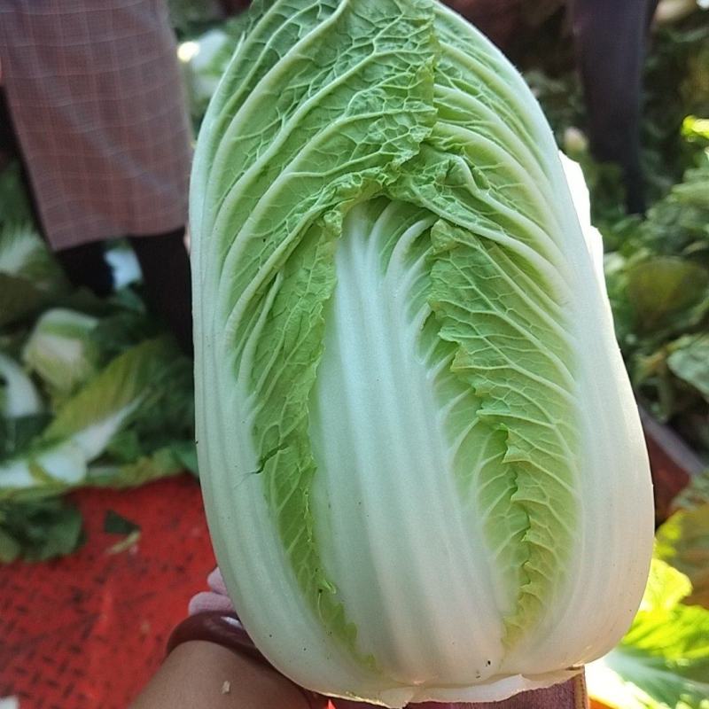 围场三区大白菜上市了
