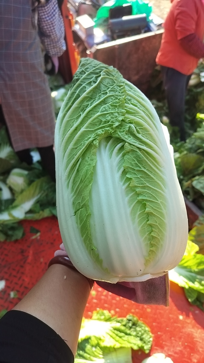 围场三区大白菜上市了