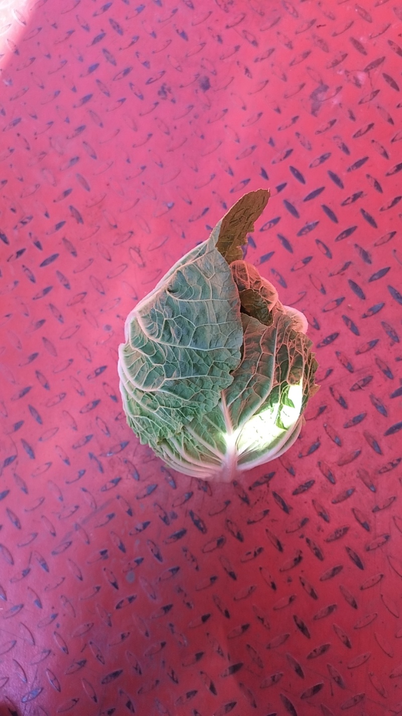 围场三区大白菜上市了