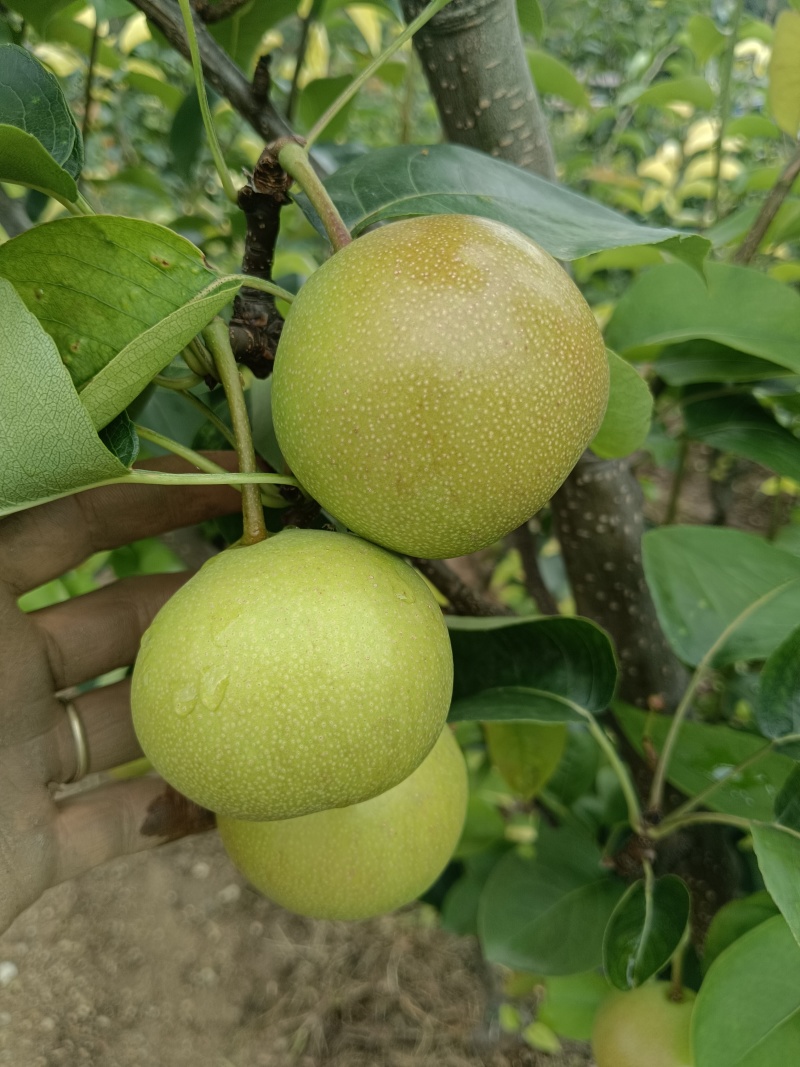 酥梨（代发、代收）
