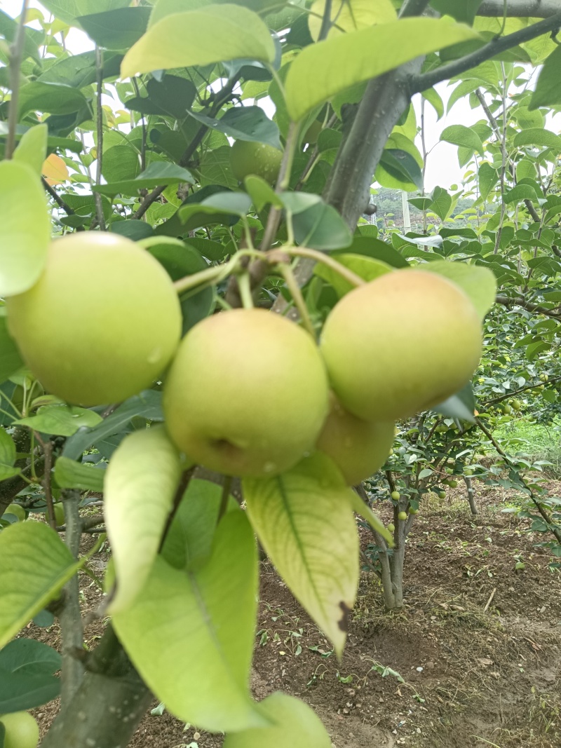 酥梨（代发、代收）