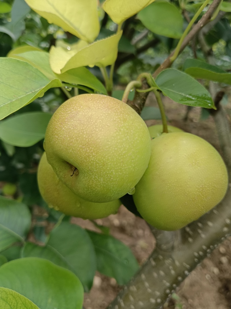 酥梨（代发、代收）