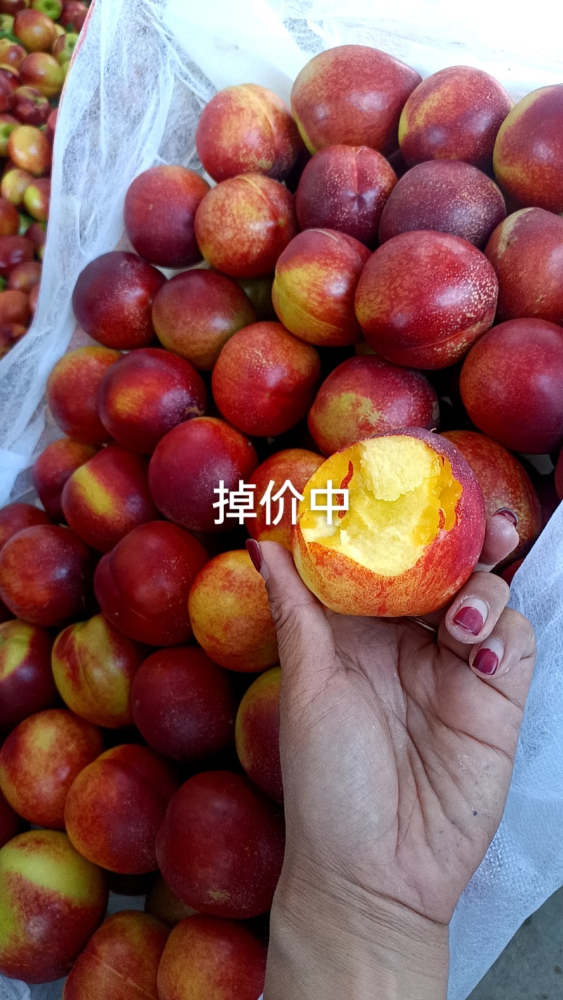 露天油桃/中油油桃/山东黄肉油桃/对接电商市场/加工厂/