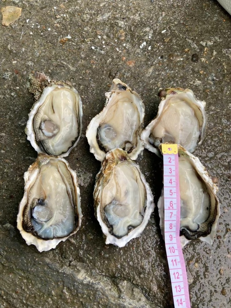 广东潮汕汫洲生蚝鲜活摆摊烧烤专用全壳半壳生蚝批发