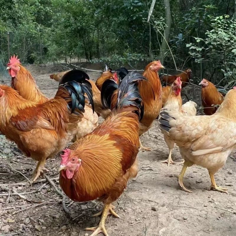 黑骨鸡土鸡生态鸡大量出售，品质好价格优，欢迎选购