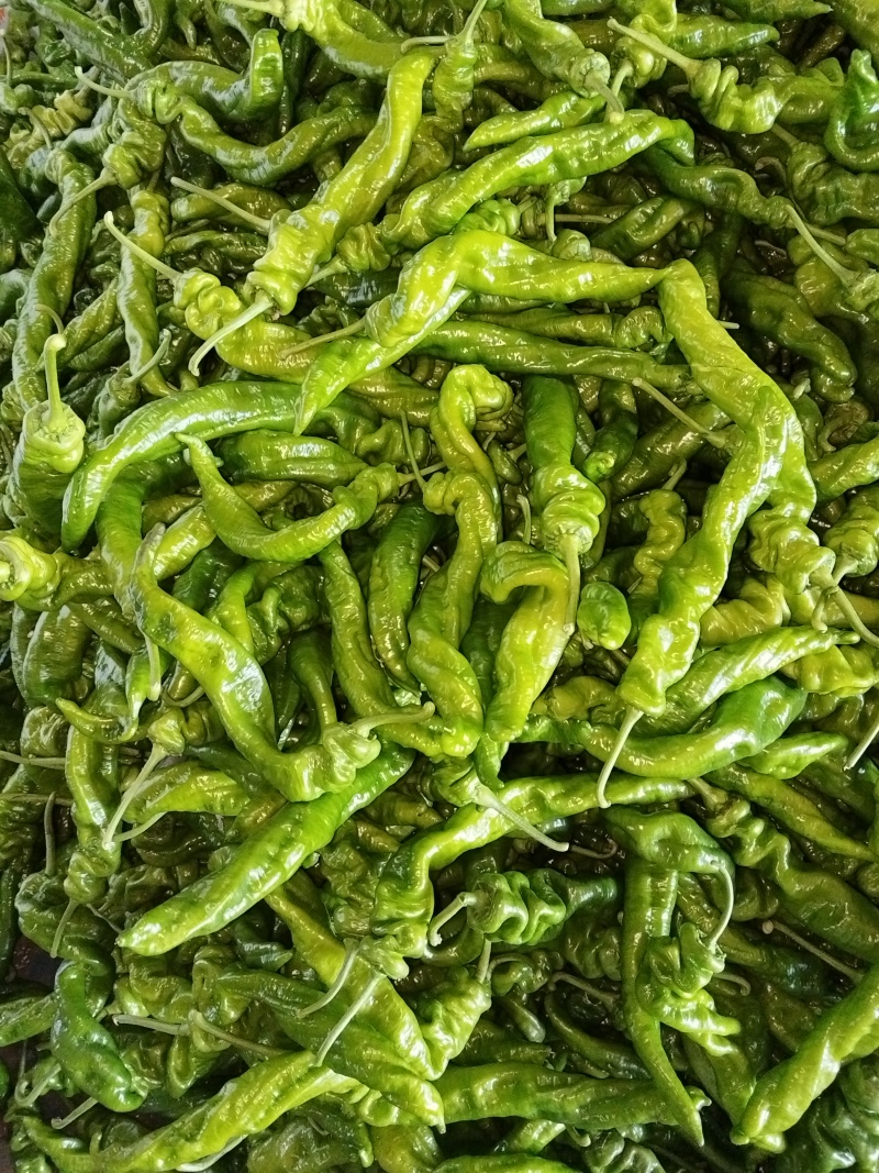 基地大棚龙椒，大量有货，欢迎有诚意老板选购