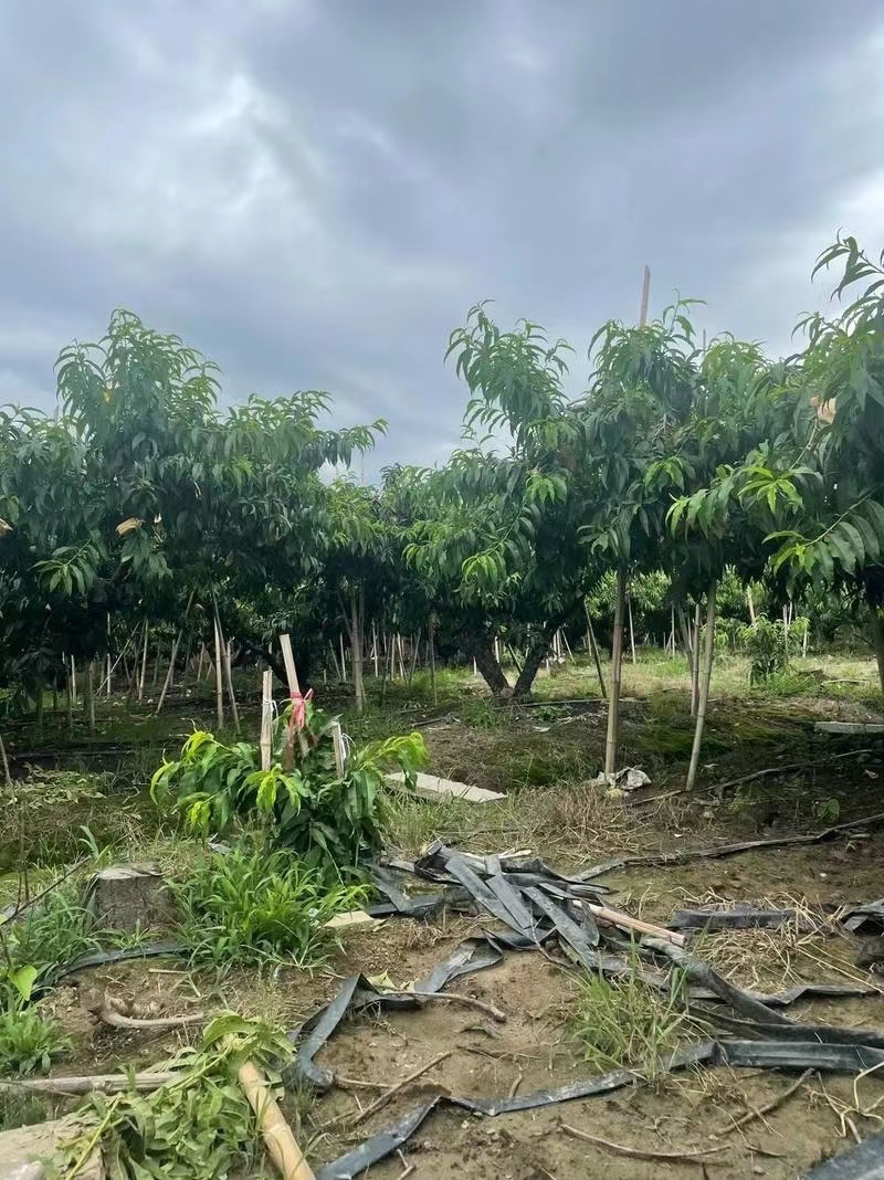 徐州精品水蜜桃，品质好价格低，量大从优，欢迎全国朋友前来