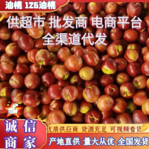 山东临沂大棚油桃红油桃中油4号大量供货价格便宜咨询