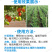 包邮多肽海藻精生根养根保花保果肥料厂家直销量大从优
