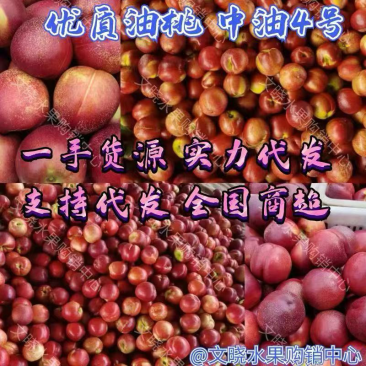 临沂油桃红油桃产地直发品质保证欢迎来电选购！