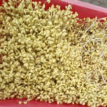 黄豆芽供应市场商超保质保量一手货源量大价优