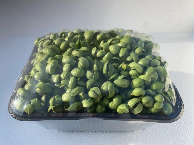 新农业无土栽培精品新鲜黑豆苗厂家直销一手货源