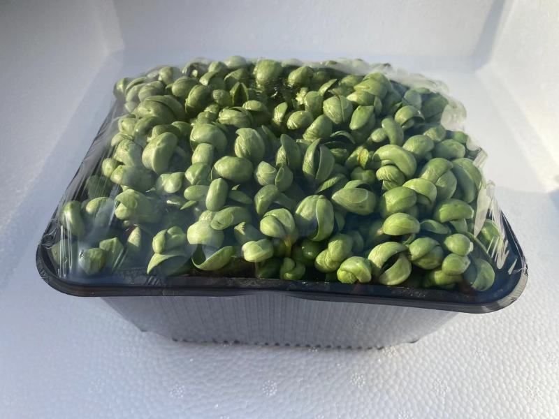 新农业无土栽培精品新鲜黑豆苗厂家直销一手货源
