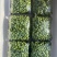 新农业无土栽培精品新鲜黑豆苗厂家直销一手货源