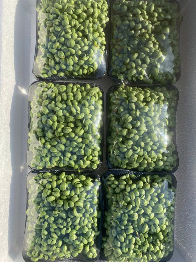 新农业无土栽培精品新鲜黑豆苗厂家直销一手货源
