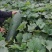 黄冈地冬瓜现采现摘