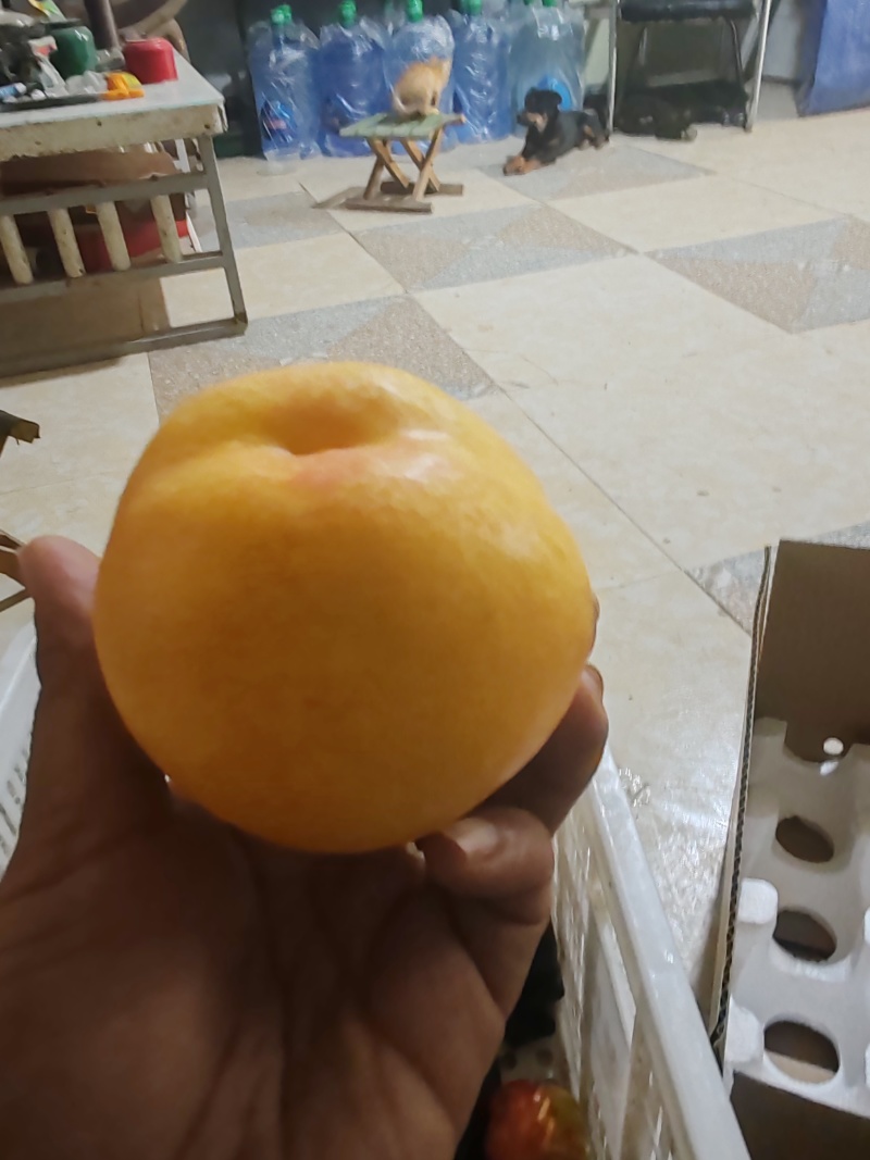 黄金油桃上市，欢迎新老客户批发零售