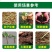 叁门炮-30%甲霜·噁霉灵根腐病传导性杀菌剂