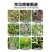 邦赛克-30%甲霜噁霉灵内吸传导性杀菌剂