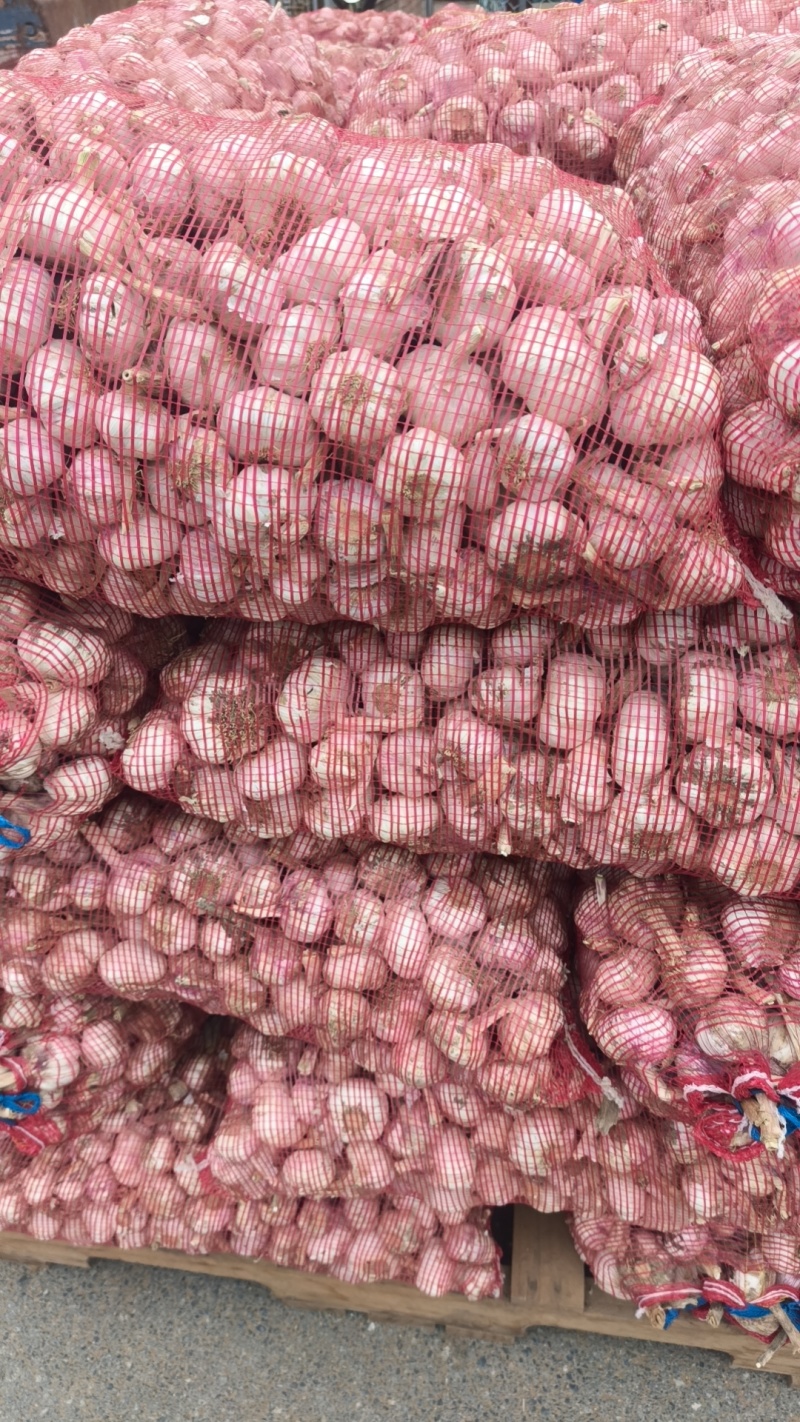 河南红皮大蒜，产地直蒜米厂蒜米料，电商货，超市精品大蒜。