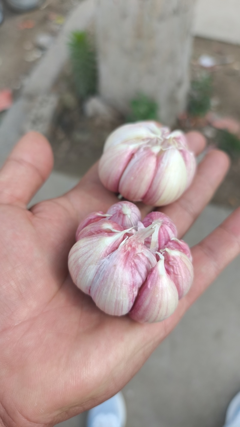 河南红皮大蒜，产地直蒜米厂蒜米料，电商货，超市精品大蒜。