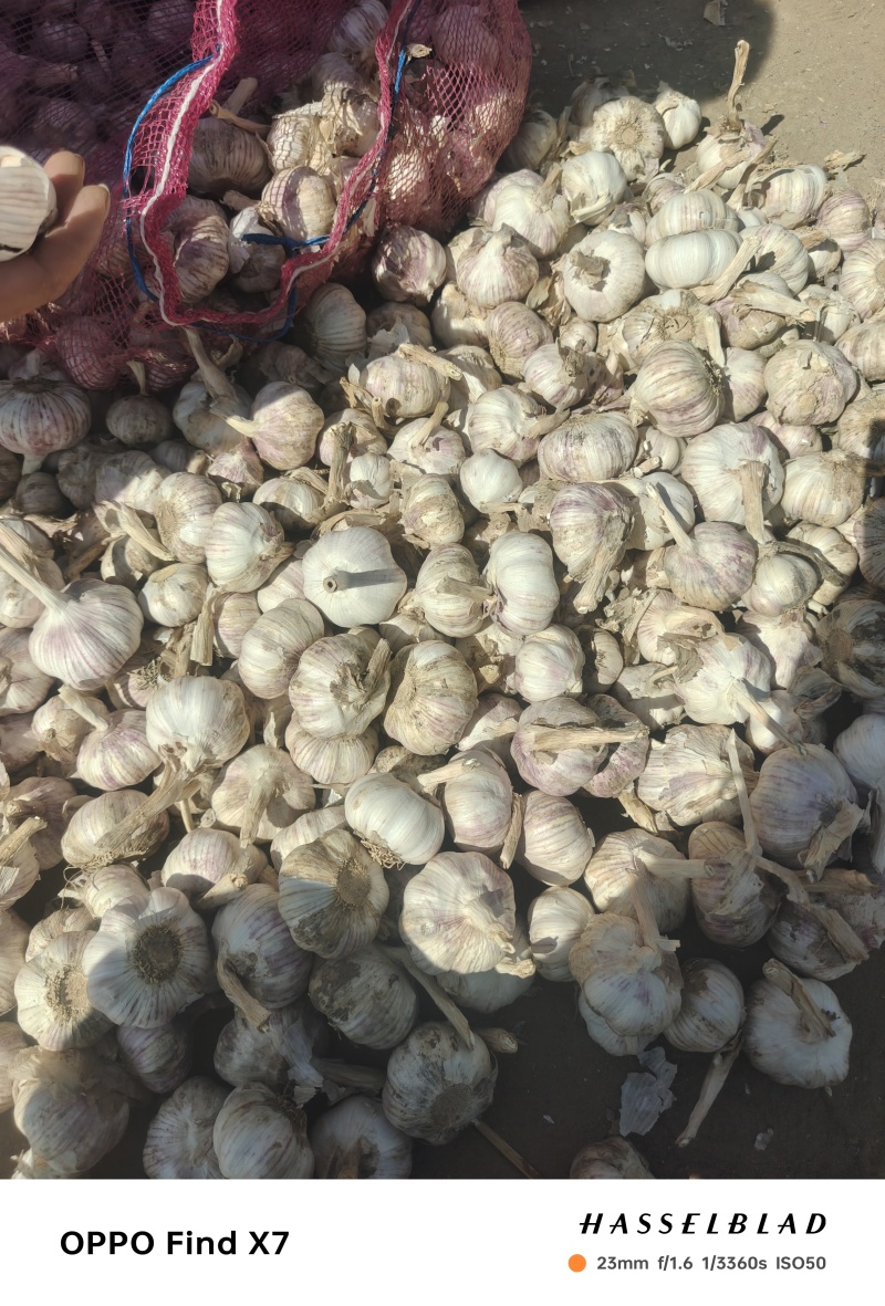 河南红皮大蒜，产地直蒜米厂蒜米料，电商货，超市精品大蒜。