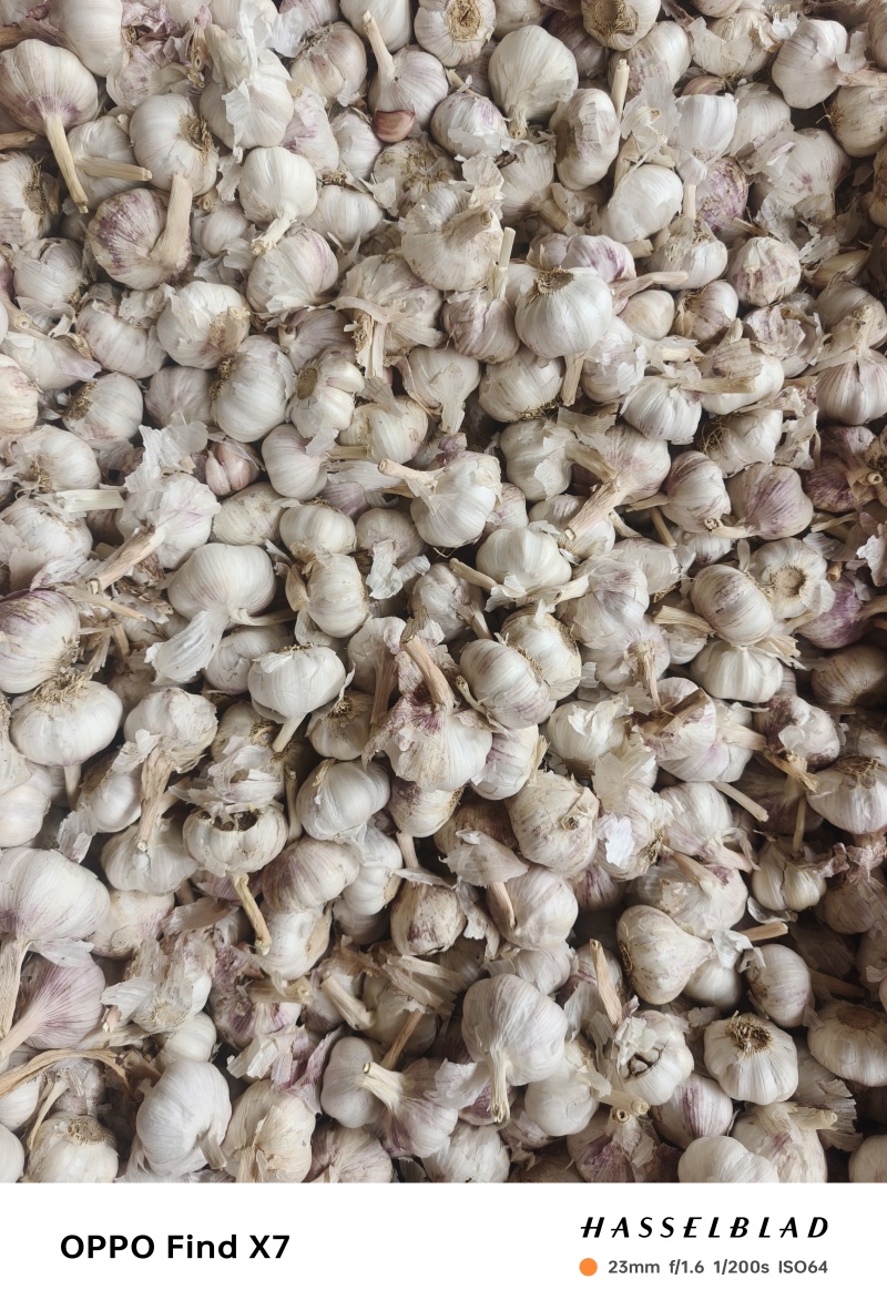河南红皮大蒜，产地直蒜米厂蒜米料，电商货，超市精品大蒜。
