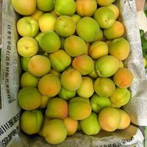 【热卖】山东凯特杏新鲜水果精品杏现货大量供应