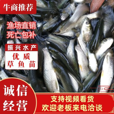 草鱼苗鲩鱼苗抗病能力强成活率高欢迎下单咨询