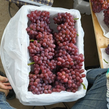 无籽提克伦生葡萄克瑞生葡萄云南克伦生葡萄产地代办