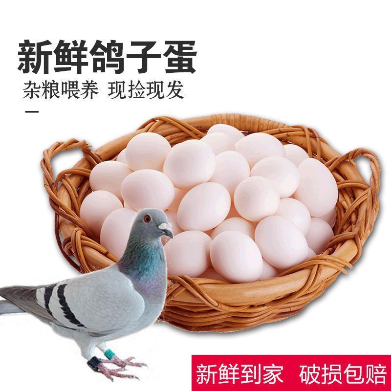 鸽子蛋新鲜