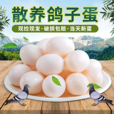 鸽子蛋新鲜