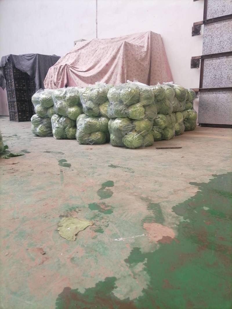 中甘系列精品甘蓝，河北甘蓝质量保证欢迎各地采购商前来采购