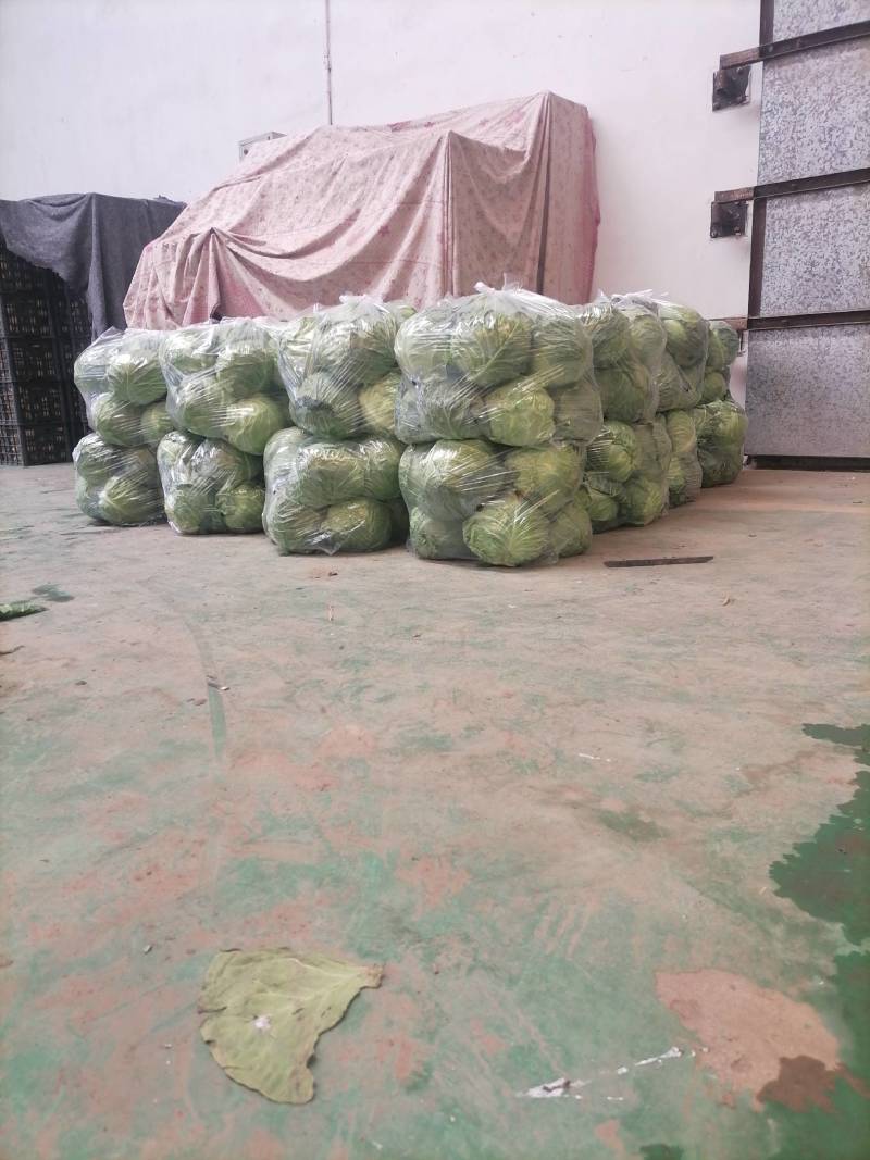 中甘系列精品甘蓝，河北甘蓝质量保证欢迎各地采购商前来采购