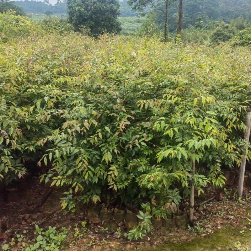 红椎苗，大量有货，基地种植，一手货源欢迎来电订购