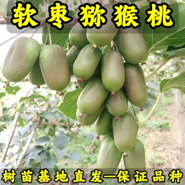 龙成2号软枣猕猴桃苗（奇异果苗）品种纯真基地直发成活率高
