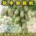 龙成2号软枣猕猴桃苗（奇异果苗）品种纯真基地直发成活率高