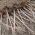 龙成2号软枣猕猴桃苗（奇异果苗）品种纯真基地直发成活率高