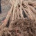 龙成2号软枣猕猴桃苗（奇异果苗）品种纯真基地直发成活率高