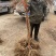 龙成2号软枣猕猴桃苗（奇异果苗）品种纯真基地直发成活率高